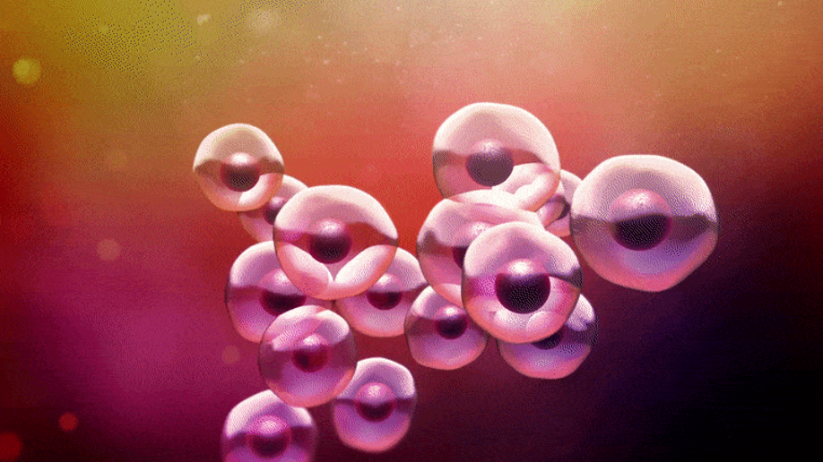 ساخت اعضای بدن در تراشه به واسطه‌ی نوع جدیدی از سلول‌های بنیادی 